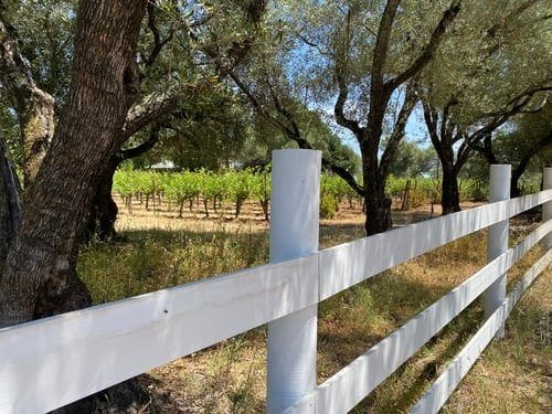 White ranch-rail fence running along a row of mature oak trees beside a vineyard