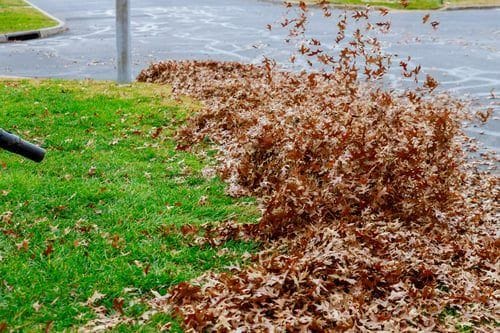 Fallen autumn leaves blown into a neat pile at the edge of a green lawn during a yard cleanup
