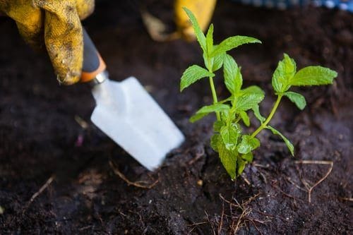 Gloved hands planting a young green seedling into dark, freshly amended garden soil