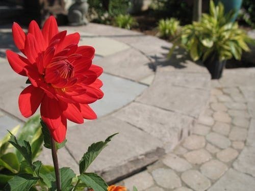 Red dahlia blooming beside a flagstone and paver patio in a well-kept garden