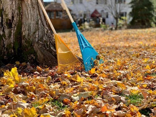 Rakes leaning against a tree beside a lawn covered in autumn leaves during a yard cleanup
