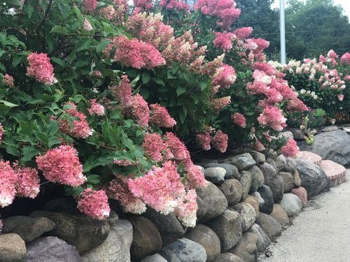 Flowering hydrangea border edged with natural stone along a landscaped walkway